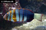 choerodon fasciatus choerodon fasciatus