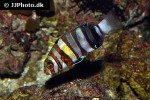 choerodon fasciatus