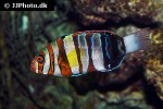 choerodon fasciatus choerodon fasciatus
