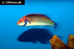cirrhilabrus aquamarinus cirrhilabrus aquamarinus