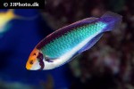cirrhilabrus aquamarinus cirrhilabrus aquamarinus