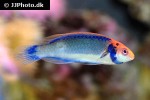 cirrhilabrus aquamarinus cirrhilabrus aquamarinus