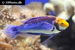 cirrhilabrus aquamarinus cirrhilabrus aquamarinus