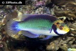 cirrhilabrus aquamarinus cirrhilabrus aquamarinus