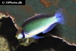 cirrhilabrus aquamarinus cirrhilabrus aquamarinus