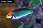 cirrhilabrus aquamarinus cirrhilabrus aquamarinus