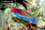 cirrhilabrus chaliasi cirrhilabrus chaliasi