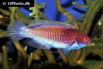 cirrhilabrus chaliasi cirrhilabrus chaliasi