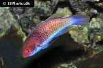 cirrhilabrus chaliasi cirrhilabrus chaliasi