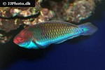 cirrhilabrus chaliasi cirrhilabrus chaliasi