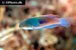 cirrhilabrus cyanopleura cirrhilabrus cyanopleura