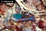 cirrhilabrus cyanopleura cirrhilabrus cyanopleura
