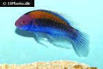 cirrhilabrus cyanopleura cirrhilabrus cyanopleura
