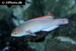 cirrhilabrus cyanopleura cirrhilabrus cyanopleura