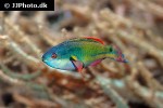 cirrhilabrus exquisitus cirrhilabrus exquisitus