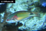 cirrhilabrus exquisitus cirrhilabrus exquisitus