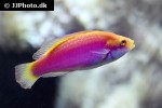 cirrhilabrus jordani cirrhilabrus jordani