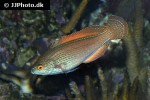 cirrhilabrus lineatus cirrhilabrus lineatus