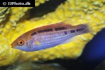 cirrhilabrus lubbocki cirrhilabrus lubbocki