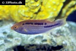 cirrhilabrus lubbocki cirrhilabrus lubbocki