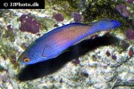 cirrhilabrus rhomboidalis cirrhilabrus rhomboidalis