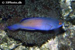 cirrhilabrus rhomboidalis cirrhilabrus rhomboidalis