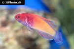 cirrhilabrus rubrisquamis cirrhilabrus rubrisquamis