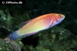 cirrhilabrus rubrisquamis cirrhilabrus rubrisquamis