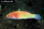 cirrhilabrus rubrisquamis cirrhilabrus rubrisquamis