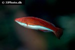 cirrhilabrus rubriventralis cirrhilabrus rubriventralis