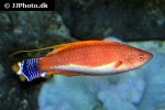 cirrhilabrus rubriventralis cirrhilabrus rubriventralis