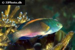 cirrhilabrus scottorum cirrhilabrus scottorum