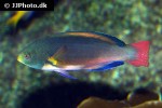 cirrhilabrus scottorum cirrhilabrus scottorum