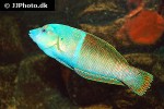 coris aygula coris aygula
