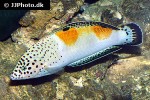 coris aygula coris aygula