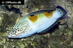 coris aygula coris aygula