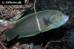 coris aygula coris aygula