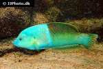 coris aygula coris aygula