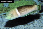 coris aygula coris aygula