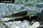 coris aygula coris aygula