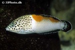 coris aygula coris aygula