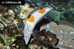 coris aygula coris aygula