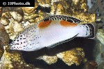 coris aygula coris aygula