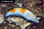 coris aygula coris aygula