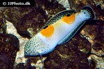 coris aygula coris aygula