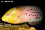 coris formosa coris formosa