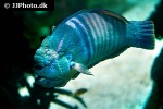 coris formosa coris formosa