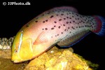 coris formosa coris formosa