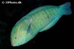 coris formosa coris formosa