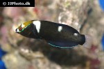 coris formosa coris formosa